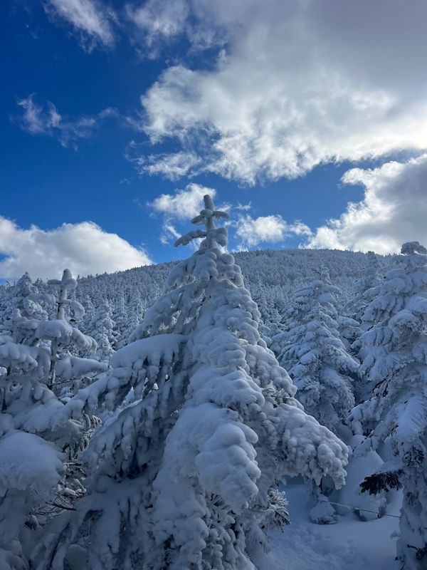 Snow-covered fir trees under a blue sky in North Yatsugatake